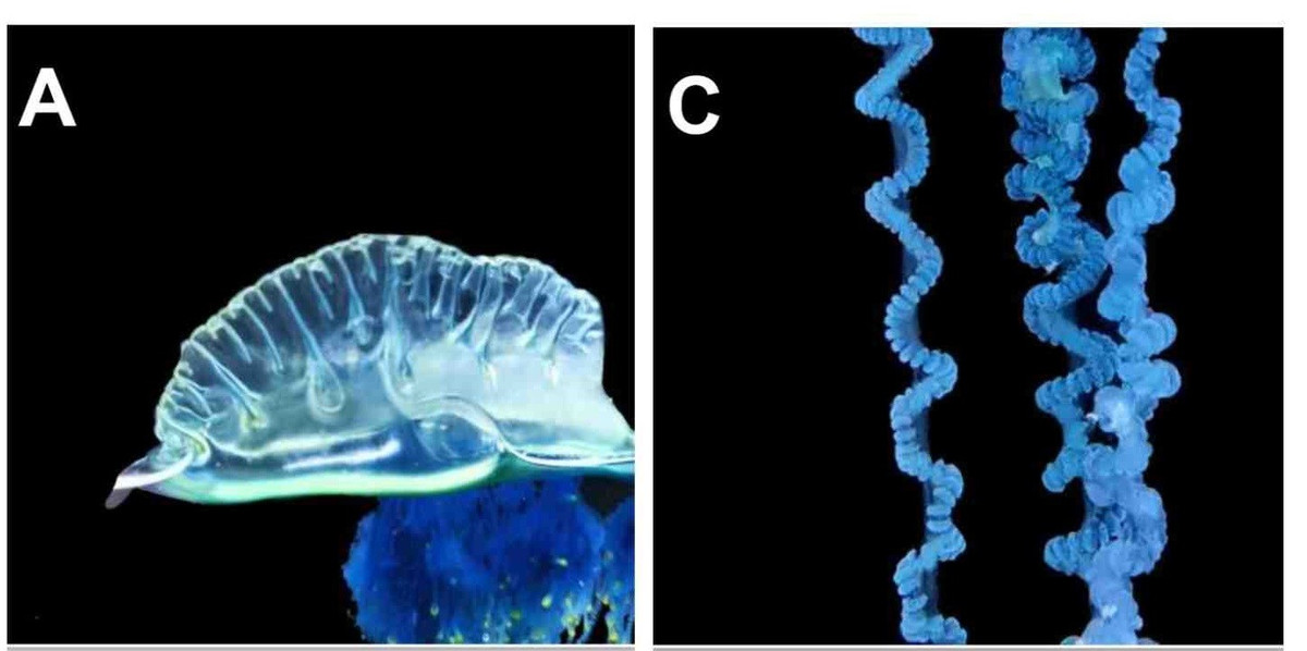 Ngoài ra, các chuyên gia đưa ra nhận định rằng, màu xanh lam nổi bật của loài sứa mới có thể được xem là tín hiệu cảnh báo rõ ràng cho thấy đại dương đang thay đổi nhanh chóng, kéo theo những tác động lan tỏa khó lường nếu con người không sớm có hành động kịp thời. Ảnh: Chanikarn Yongstar, Yoshiki Ochiai, Muhammad Izzat Nugraha, Kei Chloe Tan, Ayane Totsu, Waka Sato-Okoshi, and Cheryl Lewis Ames.