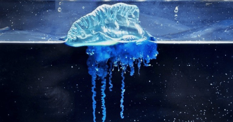 Liên quan đến sự việc này, một số nhà khoa học suy đoán rằng, sự thay đổi bất thường của các dòng hải lưu và nhiệt độ nước biển gia tăng có thể đã đưa loài sứa Physalia mikazuki trôi dạt đến khu vực ngoài khơi Nhật Bản. Ảnh: cherylames.com.