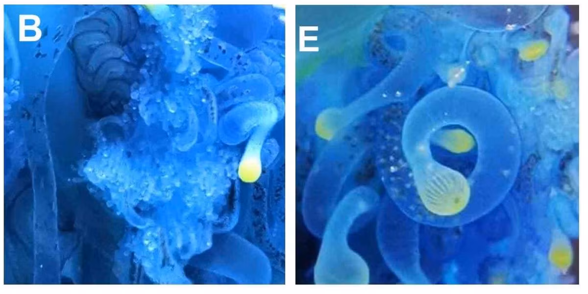 Mặc dù chưa ghi nhận trường hợp con người bị thương nhưng sự xuất hiện của loài sứa mới cho thấy sự thay đổi đáng lo ngại của môi trường biển, tiềm ẩn nhiều rủi ro đáng kể cho hệ sinh thái dưới biển cũng như cuộc sống của con người. Ảnh: Chanikarn Yongstar, Yoshiki Ochiai, Muhammad Izzat Nugraha, Kei Chloe Tan, Ayane Totsu, Waka Sato-Okoshi, and Cheryl Lewis Ames.
