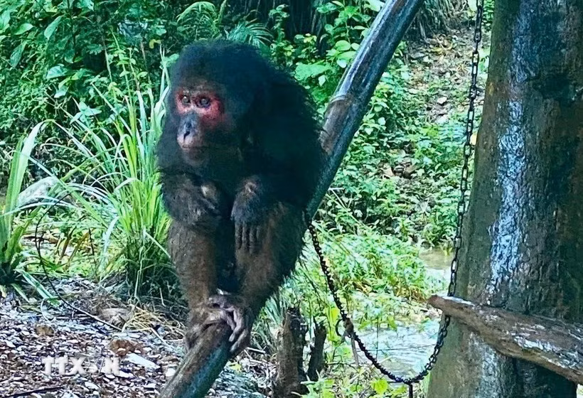 Vào ngày 23/10, Chủ tịch Ủy ban Nhân dân xã Hướng Hiệp, tỉnh Quảng Trị cho biết đã tiếp nhận từ người dân và phối hợp với các cơ quan chức năng có liên quan thả một cá thể khỉ mặt đỏ và khỉ đuôi lợn về môi trường tự nhiên. Ảnh: TTXVN.