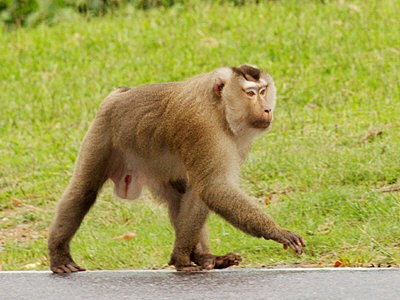 Khỉ đuôi lợn có tên khoa học là Macaca leonina. còn được gọi với các tên khác như khỉ xám, khỉ tông gô Việt... Đây là động vật rừng nguy cấp, quý hiếm, thuộc nhóm IIB, bị hạn chế khai thác, nuôi nhốt, buôn bán. Ảnh: ecologyasia.
