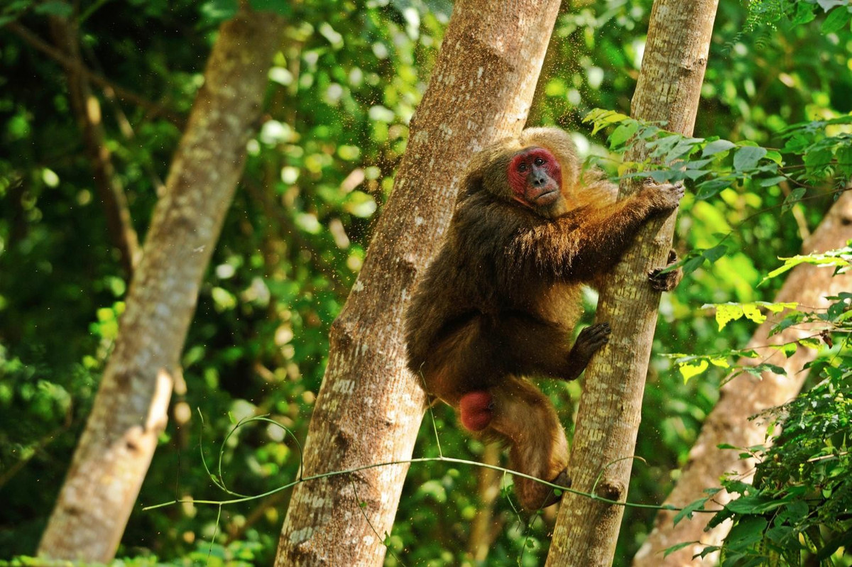 Thuộc họ Khỉ Cercopithecidae, bộ Linh trưởng Primates, khỉ mặt đỏ có đặc điểm nổi bật là vùng mặt và mông có màu đỏ sậm, đặc biệt nổi bật ở con đực trưởng thành. Loài này phân bố chủ yếu tại các khu rừng rậm ở Đông Nam Á, bao gồm Việt Nam. Ảnh: thainationalparks