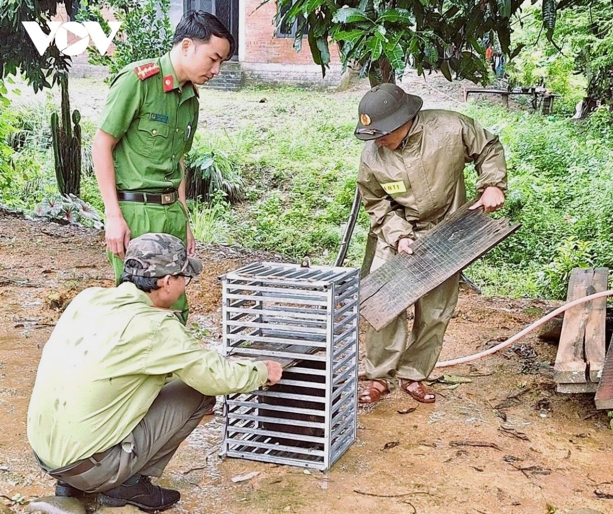 Sau khi tiếp nhận 2 cá thể quý hiếm từ người dân tự nguyện giao nộp, các lực lượng chức năng năng đã thực hiện thủ tục có liên quan và thả chúng về môi trường tự nhiên. Ảnh: VOV.