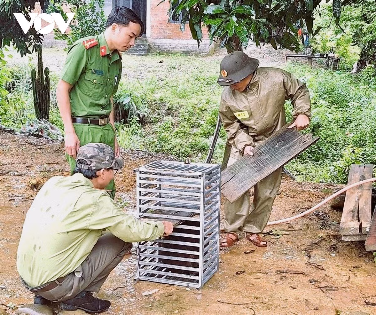 Sau khi tiếp nhận 2 cá thể quý hiếm từ người dân tự nguyện giao nộp, các lực lượng chức năng năng đã thực hiện thủ tục có liên quan và thả chúng về môi trường tự nhiên. Ảnh: VOV.