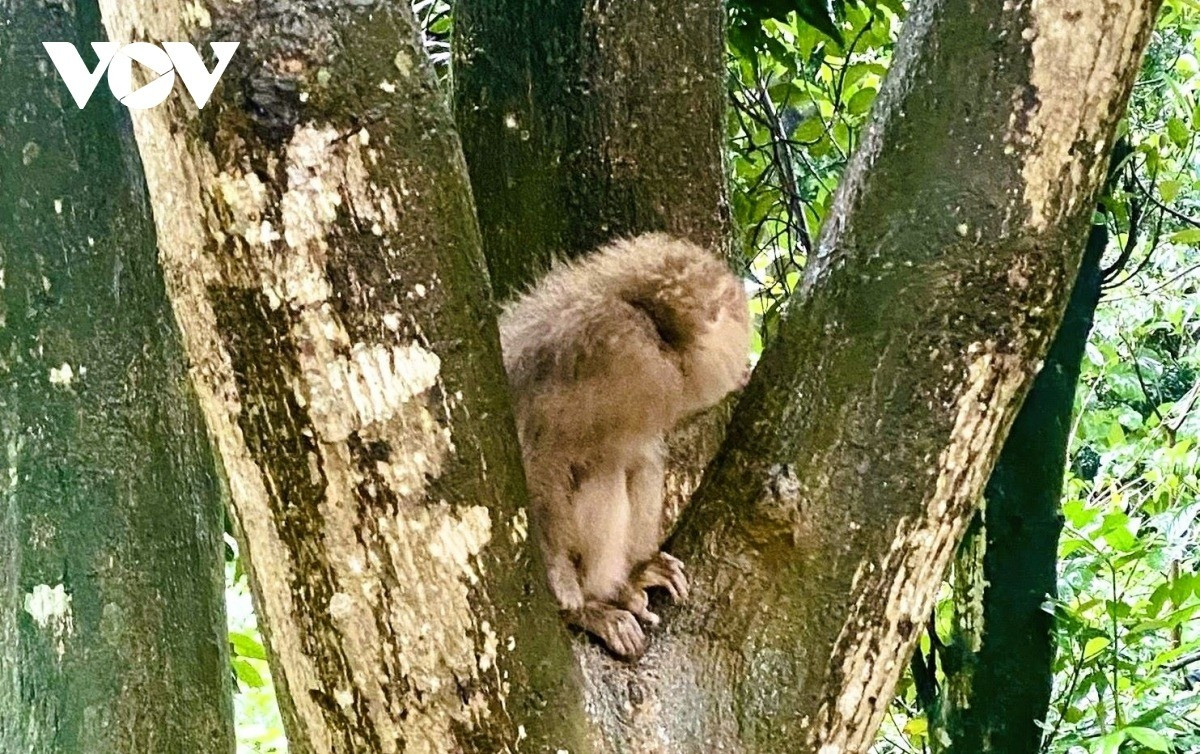 Trước đó, vào ngày 22/10, Ủy ban Nhân dân xã Hướng Hiệp nhận được đơn trình báo của ông Lê Văn Trung, thôn Khe Hà, xã Hướng Hiệp về việc phát hiện 2 con khỉ đi lạc vào vườn nhà. Con khỉ mặt đỏ nặng 4,6 kg và con khỉ đuôi lợn nặng 3,5 kg. Ảnh: VOV.