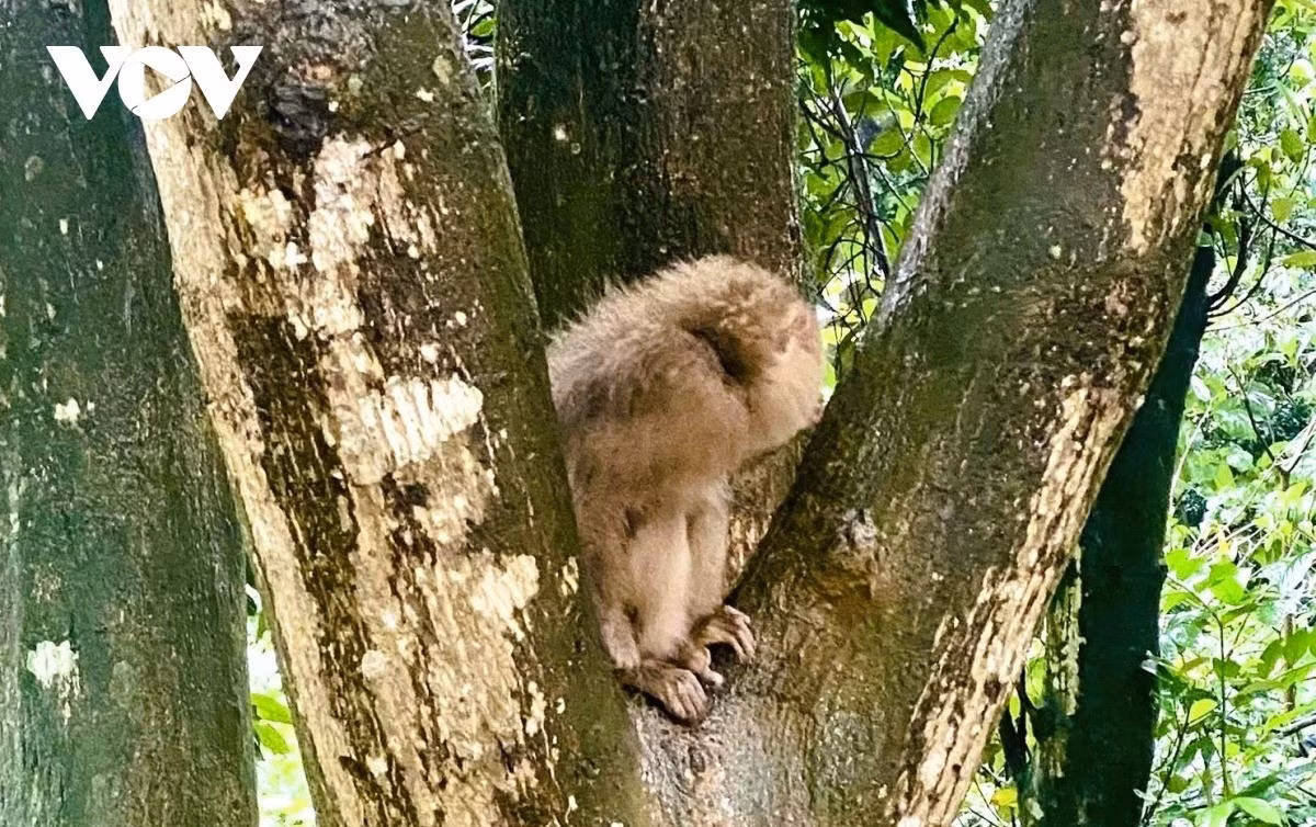 Trước đó, vào ngày 22/10, Ủy ban Nhân dân xã Hướng Hiệp nhận được đơn trình báo của ông Lê Văn Trung, thôn Khe Hà, xã Hướng Hiệp về việc phát hiện 2 con khỉ đi lạc vào vườn nhà. Con khỉ mặt đỏ nặng 4,6 kg và con khỉ đuôi lợn nặng 3,5 kg. Ảnh: VOV.