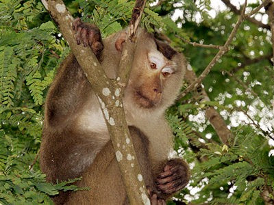 Loài khỉ đuôi lợn thường phân bố ở các nước gồm: Việt Nam, Myanmar, Thái Lan, Trung Quốc, Campuchia... Chúng có đặc điểm nổi bật là 2 bên má lông dài, rậm, màu hung sáng phủ gần kín tai tạo thành đĩa mặt. Ở đỉnh đầu lông màu hung sẫm hoặc xám đen tạo thành “xoáy” tỏa ra xung quanh gần giống cái mũ. Ảnh: ecologyasia.