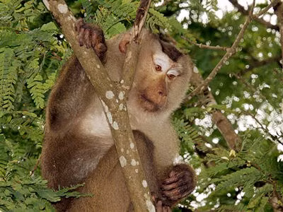 Loài khỉ đuôi lợn thường phân bố ở các nước gồm: Việt Nam, Myanmar, Thái Lan, Trung Quốc, Campuchia... Chúng có đặc điểm nổi bật là 2 bên má lông dài, rậm, màu hung sáng phủ gần kín tai tạo thành đĩa mặt. Ở đỉnh đầu lông màu hung sẫm hoặc xám đen tạo thành “xoáy” tỏa ra xung quanh gần giống cái mũ. Ảnh: ecologyasia.