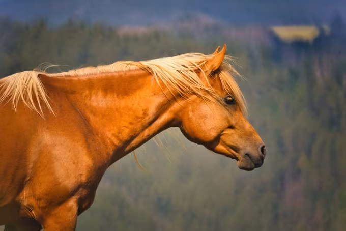 Nghiên cứu cho thấy ngựa có thể ngửi thấy mùi sợ hãi trong mồ hôi của con người. Ảnh: dongascience.com