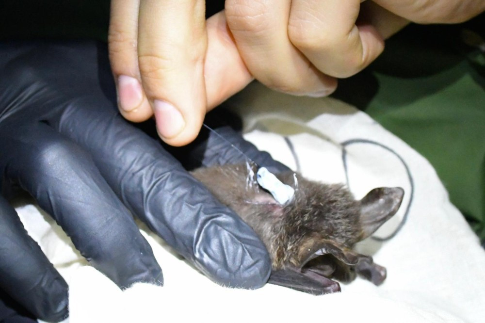 Dơi móng ngựa Hill (Rhinolophus hillorum) phân bố ở nhiều quốc gia châu Phi như Cameroon, Guinea, Liberia, Nigeria và Rwanda. Loài dơi này đang được coi là có nguy cơ tuyệt chủng do hoạt động khai thác mỏ và phá rừng trong khu vực. Ảnh: Drew Bantlin.