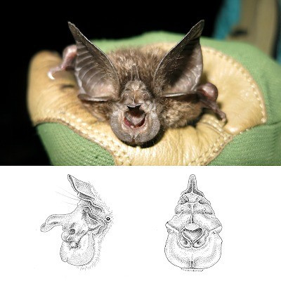 Là loài động vật sống về đêm, dơi vốn được xem là “quái vật răng nanh”, chiếm 20% tổng số động vật có vú trên cạn. Đây cũng là một trong những loài được IUCN xếp vào nhóm có nguy cơ tuyệt chủng. Ảnh: in Flanders, Frick, Nziza, ... et Webala, 2022. DOI: 10.3897/BDJ.10.e83546.