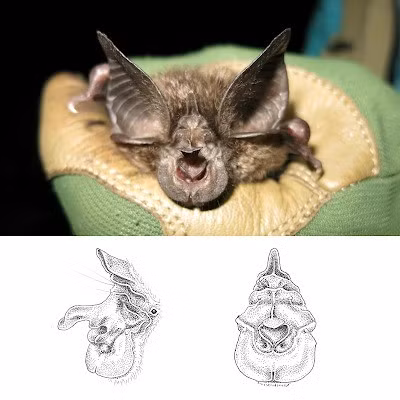 Là loài động vật sống về đêm, dơi vốn được xem là “quái vật răng nanh”, chiếm 20% tổng số động vật có vú trên cạn. Đây cũng là một trong những loài được IUCN xếp vào nhóm có nguy cơ tuyệt chủng. Ảnh: in Flanders, Frick, Nziza, ... et Webala, 2022. DOI: 10.3897/BDJ.10.e83546.