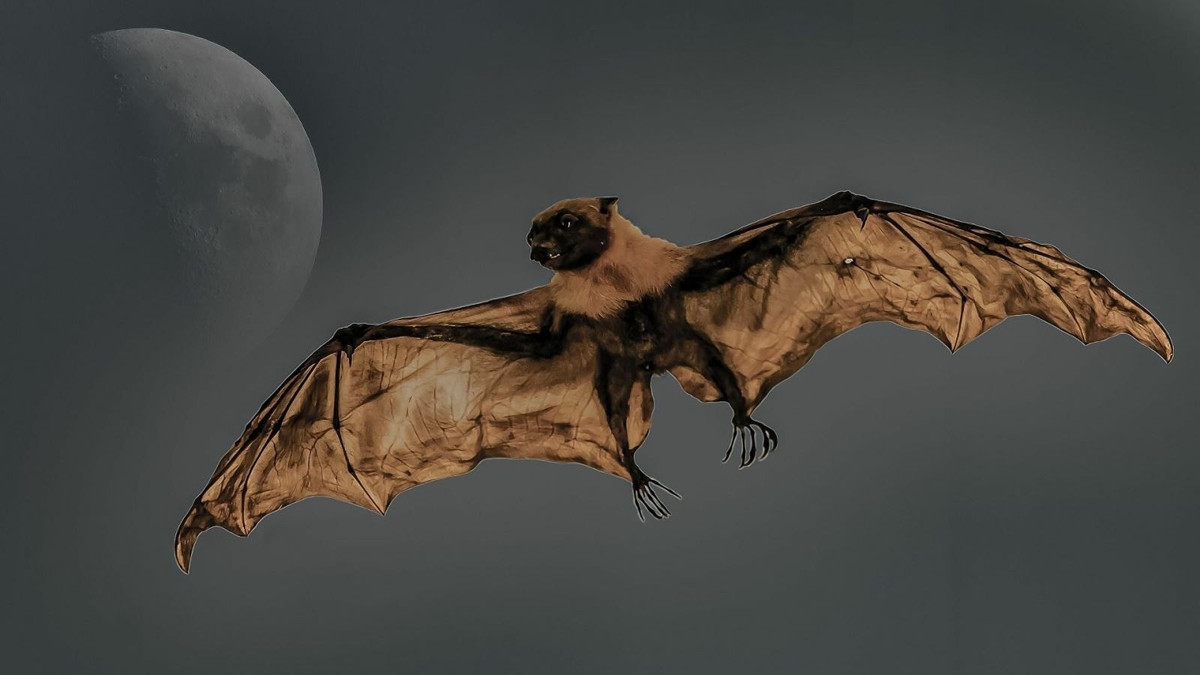 Năm 2022, Liên minh Bảo tồn Thiên nhiên Quốc tế (IUCN) thông báo đã phát hiện dơi móng ngựa Hill - loài dơi cực kỳ nguy cấp tưởng đã biến mất trong vòng 40 năm - tại rừng nhiệt đới Nyungwe của Rwanda. Ảnh: CCO.