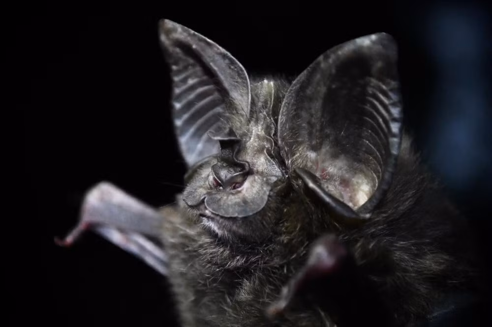 Vào năm 2019, các nhà khoa học đã phát hiện loài dơi móng ngựa Hill sau chuyến thám hiểm 10 ngày lùng sục khắp các hang động trong rừng. Họ mất thêm 3 năm nữa để xác minh đó thực sự là loài dơi cực kỳ nguy cấp tưởng đã tuyệt chủng. Ảnh: Drew Bantlin.