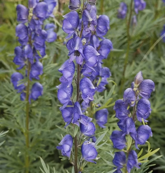 Trong quá khứ, thời Hy Lạp cổ đại cây phụ tử đã từng được sử dụng tẩm độc cây vào mũi tên để săn sói.