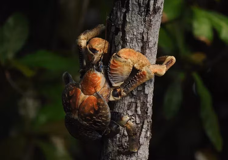 Mặc dù là kẻ săn mồi đáng sợ trên đất liền nhưng cua biển không giỏi hoạt động dưới nước. Một cá thể cua dừa trưởng thành có thể bị chết đuối chỉ trong vòng vài phút. Ảnh: Khairi Idris / Getty Images.