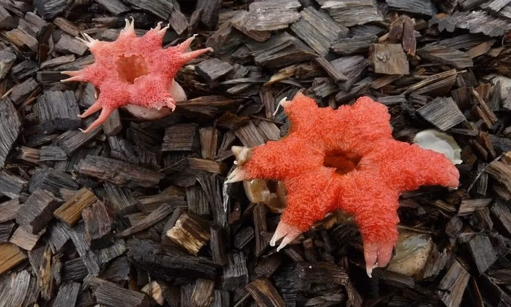 Nấm hải quỳ (Aseroe Rubra) là loài nấm phát triển phổ biến ở Australia. Hình dạng của chúng khá độc đáo, trông giống hải quỳ dưới đáy đại dương. Nấm tiết ra chất nhờn có mùi hôi giống thịt thối rữa nhằm thu hút ruồi để phát tán bào tử.