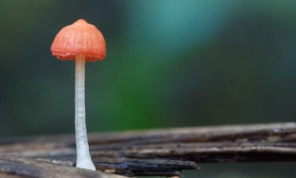 Nấm (Mycena adonis) trông giống một cây kẹo mút với phần mũ nấm màu đỏ tươi. Chúng thường sống trong các khu rừng lá kim và bãi than bùn ở châu Á, châu Âu và Bắc Mỹ.