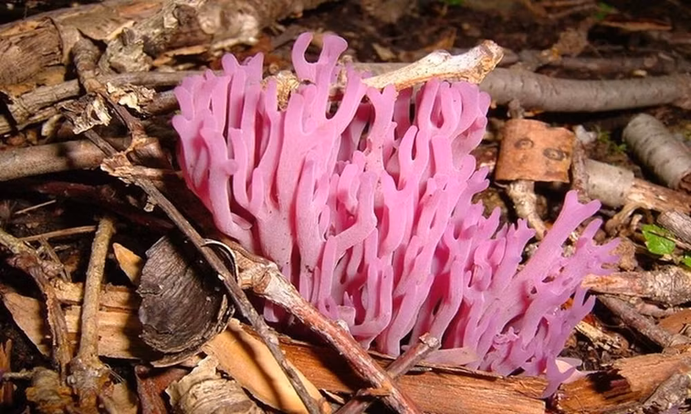 Nấm san hô tím (Clavaria zollingeri) có hình dáng giống san hô mọc trên cạn. Chúng sinh trưởng trên các thân cây đã mục nát trong những cánh rừng hoặc đồng cỏ.