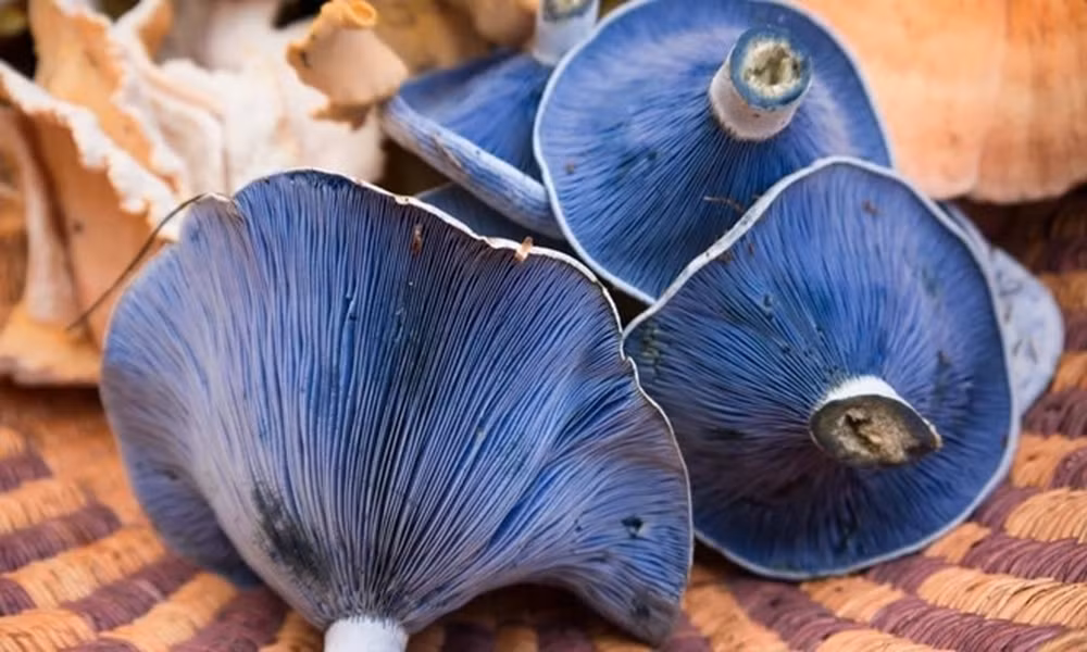 Nấm "Lactarius indigo" có màu xanh da trời. Chúng sống chủ yếu trong rừng lá kim và rừng rụng lá ở Bắc Mỹ, Đông Á và Trung Mỹ. Loài nấm này có thể làm thức ăn và được bán ở các chợ tại Trung Quốc, Guatemala, Mexico.