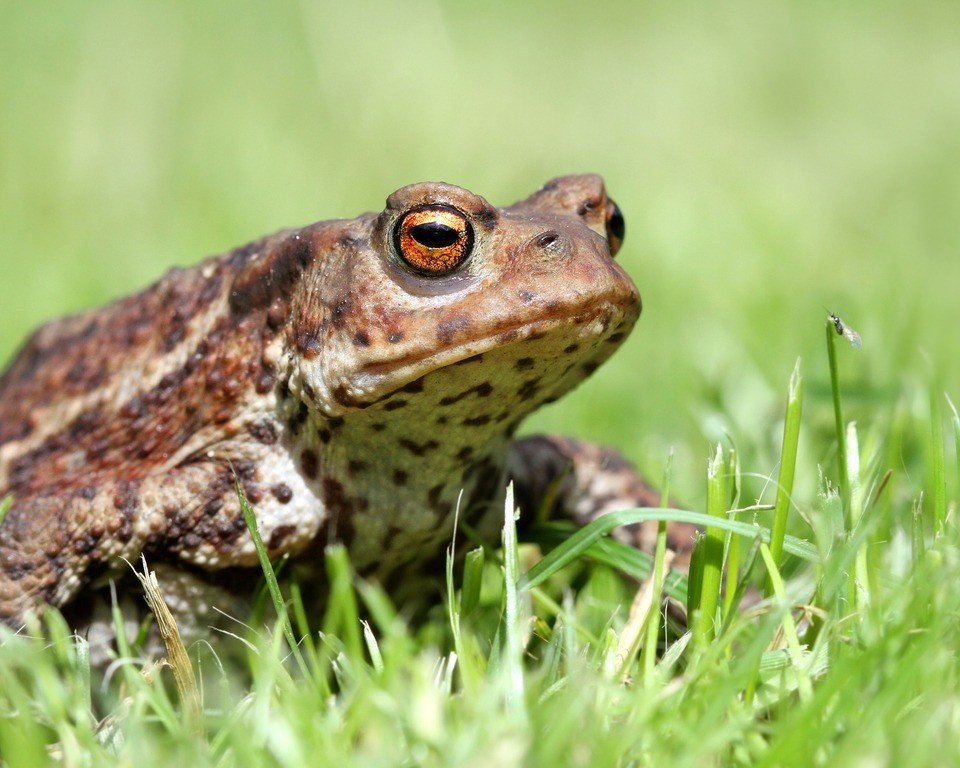 Số cóc trên chỉ quay trở lại ao sinh sản sau khi dư chấn lắng xuống. Điều này cực kỳ hiếm gặp bởi vì chúng thường ở lại nơi sinh sản trong suốt mùa. Theo các nhà khoa học, loài cóc được cho có thể phát hiện ra những thay đổi hóa học trong nước ngầm hoặc khí thoát ra từ đá bị nén, thậm chí là các nhiễu loạn tầng điện ly xảy ra trước sự kiện địa chấn. Ảnh: wildlifetrusts.org.