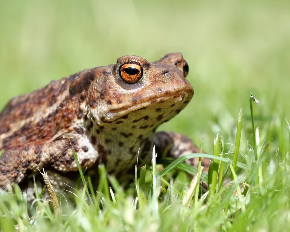 Số cóc trên chỉ quay trở lại ao sinh sản sau khi dư chấn lắng xuống. Điều này cực kỳ hiếm gặp bởi vì chúng thường ở lại nơi sinh sản trong suốt mùa. Theo các nhà khoa học, loài cóc được cho có thể phát hiện ra những thay đổi hóa học trong nước ngầm hoặc khí thoát ra từ đá bị nén, thậm chí là các nhiễu loạn tầng điện ly xảy ra trước sự kiện địa chấn. Ảnh: wildlifetrusts.org.