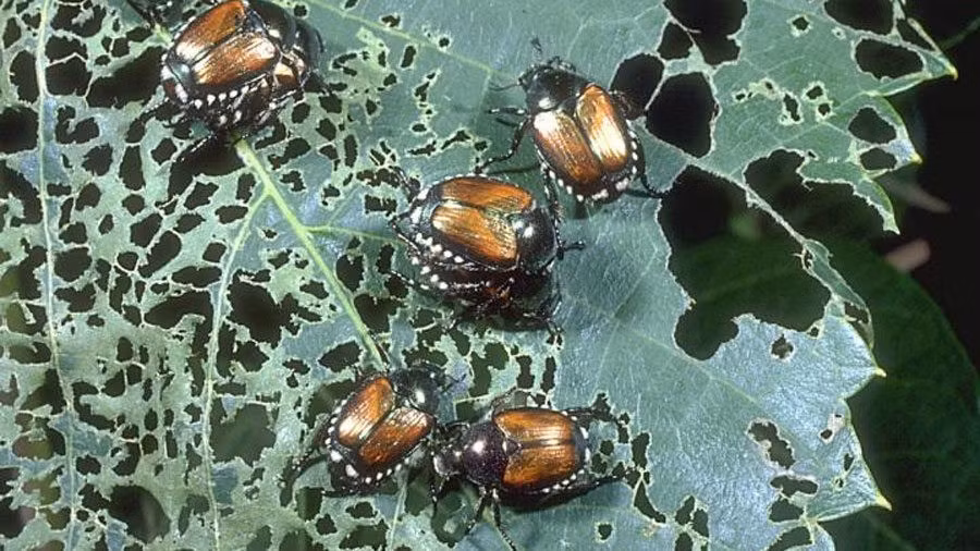 Loài bọ cánh cứng tấn công hơn 300 loài thực vật khác nhau như nho, táo tươi, hoa hồng, liễu… và các loại cây trồng như ngô và đậu tương. Theo đó, chúng đã gây thiệt hại nghiêm trọng cho nền nông nghiệp Mỹ. Ảnh: Washington State Department of Agriculture.