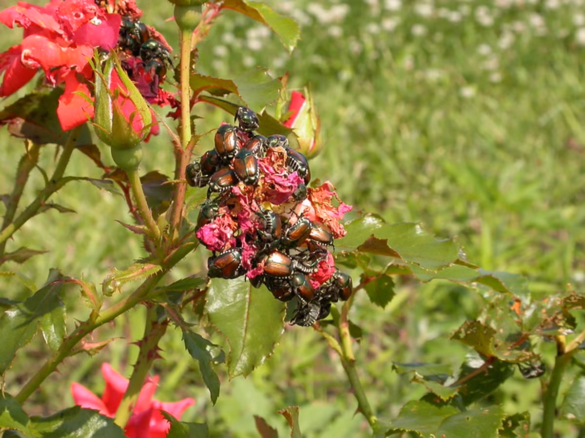 Không chỉ sinh sôi mạnh và gây thiệt hại lớn về kinh tế tại Kansas, loài bọ cánh cứng còn tàn phá nền nông nghiệp ở nhiều tiểu bang khác của Mỹ. Theo ước tính, loài này đã gây thiệt hại hàng triệu cho đến hàng tỷ USD. Ảnh: extension.entm.purdue.edu.