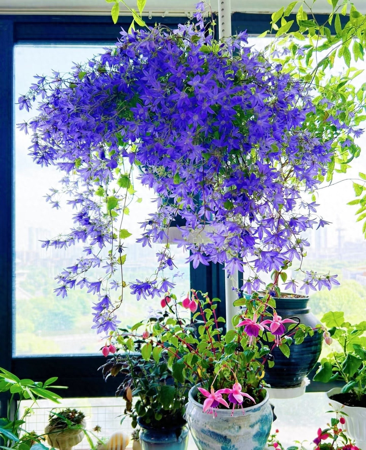 Cây có sức sống dẻo dai, chịu nóng lạnh tốt, thích hợp trồng ban công, cửa sổ hoặc làm cây treo. Hoa nở dày đặc, kéo dài từ mùa xuân đến mùa thu.