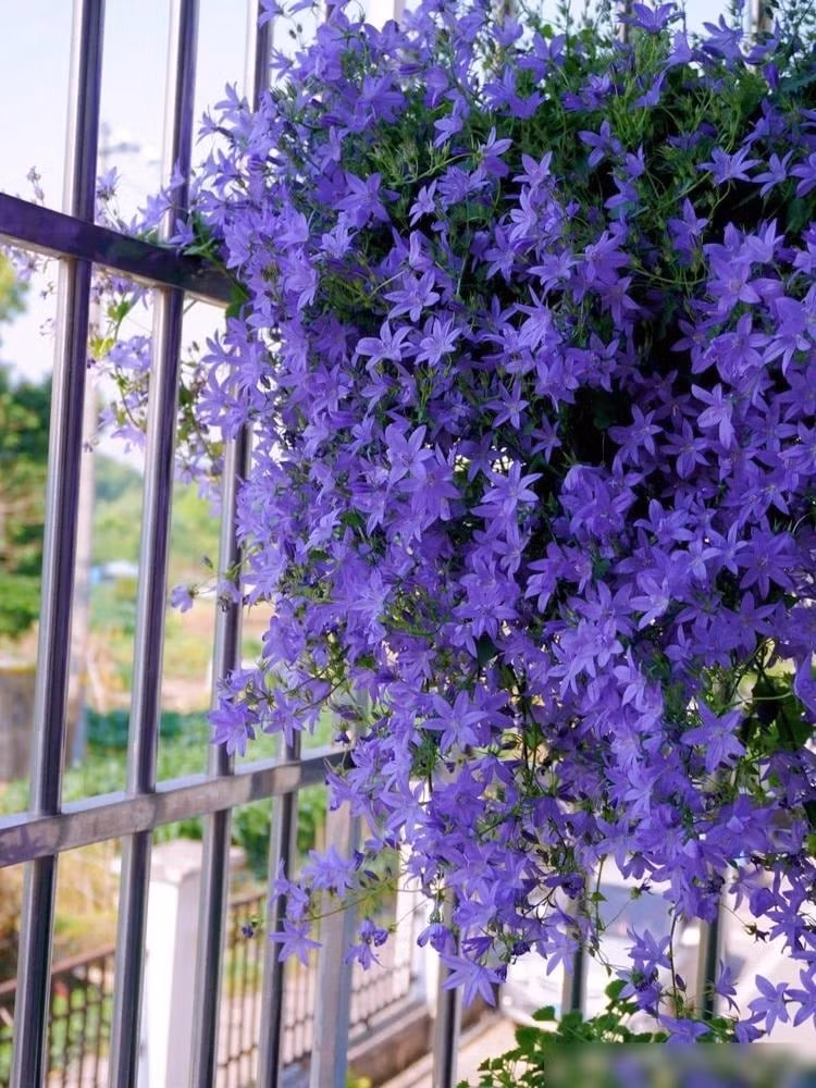 Trong phong thủy, hoa chuông treo xanh mang ý nghĩa gắn kết, biểu tượng của bình an và tài lộc. Trồng trước nhà giúp không gian thêm thanh mát và cát lành.