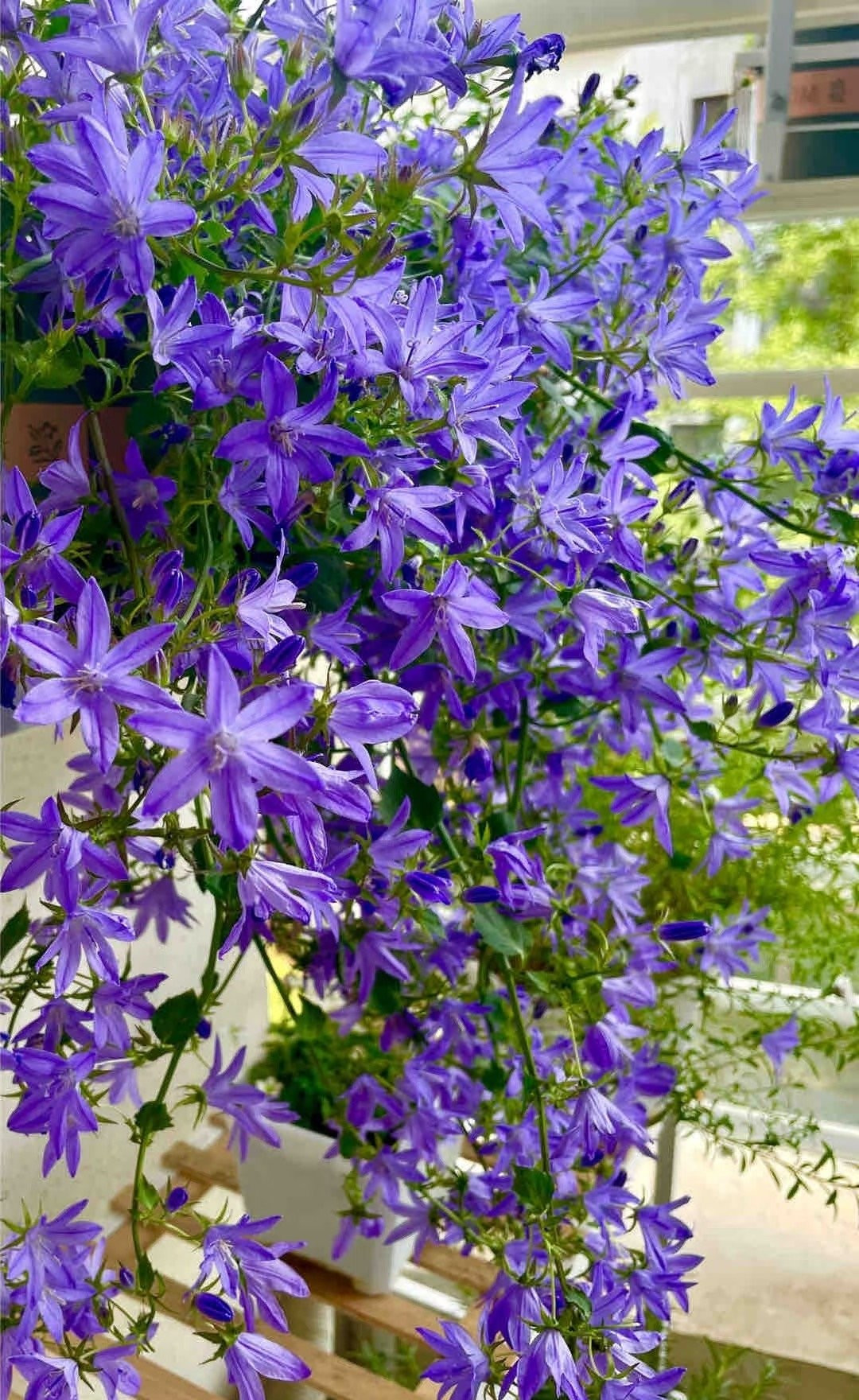 Cây cảnh chuông treo xanh: Hoa chuông treo (Campanula garganica) nổi bật với những chùm hoa xanh biếc rủ xuống như thác nước. Từ cỏ dại, chúng đã “thăng hạng” thành cây cảnh được ưa chuộng.