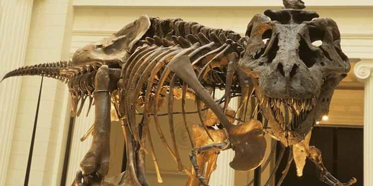 Điều này cũng đồng nghĩa là những con khủng long bạo chúa sống thọ nhất có thể đã sống hơn 40 năm và trải qua giai đoạn "tuổi dậy thì" kéo dài, nơi chúng tiếp tục phát triển cơ thể to lớn và mạnh mẽ hơn cho đến độ tuổi trung niên. Chúng phát triển chậm và sống lâu hơn. Ảnh: Santi Visalli/Getty Images.