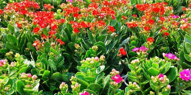  5. Cây sống đời: Với những bông hoa nhỏ xinh đầy màu sắc, cây sống đời luôn mang đến cảm giác tươi mới và tràn đầy sức sống. Ngoài việc làm đẹp không gian, sống đời còn giúp lọc không khí và thải oxy về ban đêm, rất tốt cho sức khỏe.