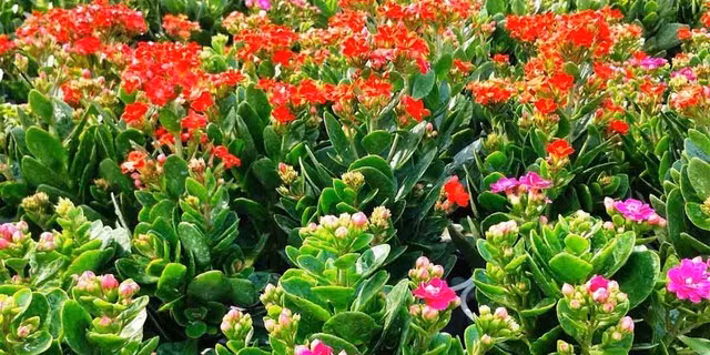  5. Cây sống đời: Với những bông hoa nhỏ xinh đầy màu sắc, cây sống đời luôn mang đến cảm giác tươi mới và tràn đầy sức sống. Ngoài việc làm đẹp không gian, sống đời còn giúp lọc không khí và thải oxy về ban đêm, rất tốt cho sức khỏe.