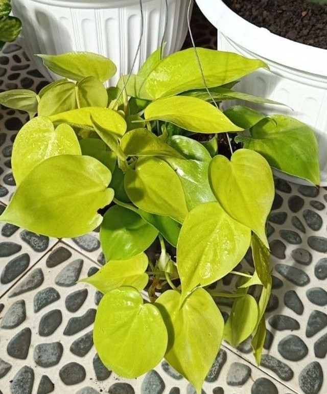  3. Trầu bà vàng: Trầu bà vàng được mệnh danh là "máy lọc không khí tự nhiên" nhờ khả năng hấp thụ formaldehyde và nhiều khí độc hại phát tán từ sơn tường, gỗ ép hay đồ nội thất mới. Chỉ cần treo một giỏ trầu bà vàng trong nhà, không gian sẽ trở nên trong lành và bừng sáng hơn. Với đặc tính dễ leo, dễ chăm sóc, cây rất thích hợp cho những ai bận rộn.