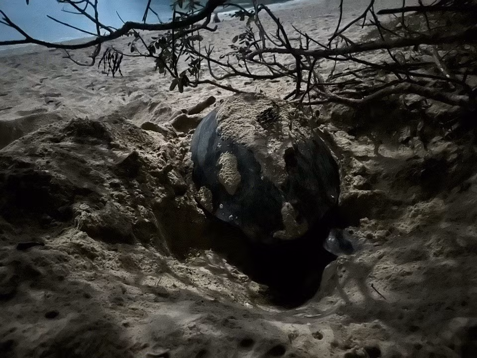 Theo đại diện Trạm Kiểm lâm Hòn Bảy Cạnh (Vườn Quốc gia Côn Đảo), vào 21h30 ngày 1/6, rùa xanh nặng khoảng 100 kg, có đeo thẻ đánh dấu của Philippines, đã lên bãi cát làm tổ lần 2 và đẻ 88 trứng. Ảnh: Znews.