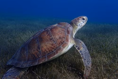 Côn Đảo cách khu vực làm tổ quan trọng nhất của rùa xanh ở Philippines là quần đảo Turtle Islands với khoảng cách từ 1.200 - 1.300 km. Ảnh: (c) Hunter F.