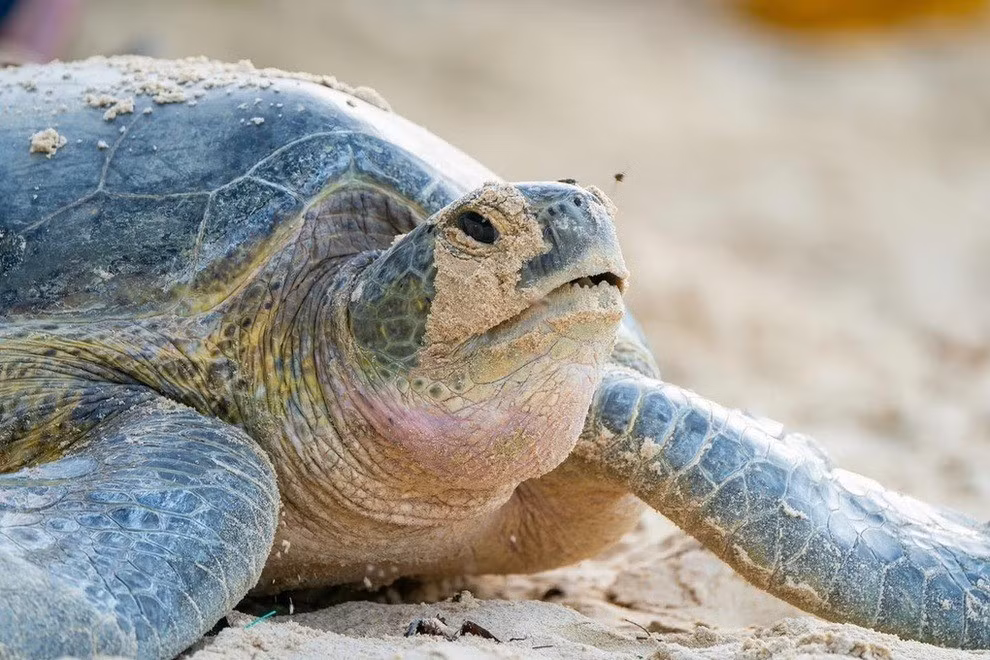 Huyện Côn Đảo là bãi đẻ chủ yếu của 90% vích tại Việt Nam. Ảnh: Vườn quốc gia Côn Đảo.