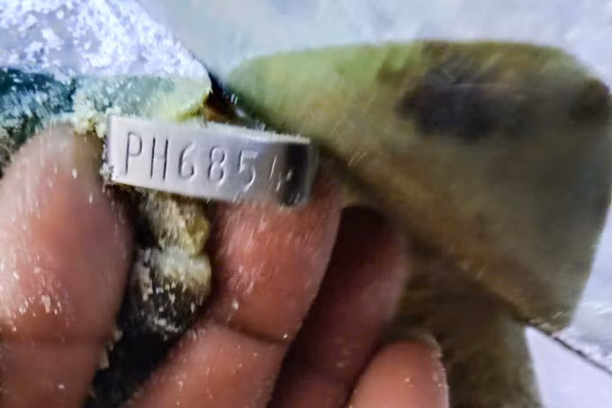 Tổng cộng 2 lần cá thể rùa xanh đã đẻ được 172 trứng ở Vườn Quốc gia Côn Đảo. Ảnh: Vườn quốc gia Côn Đảo.