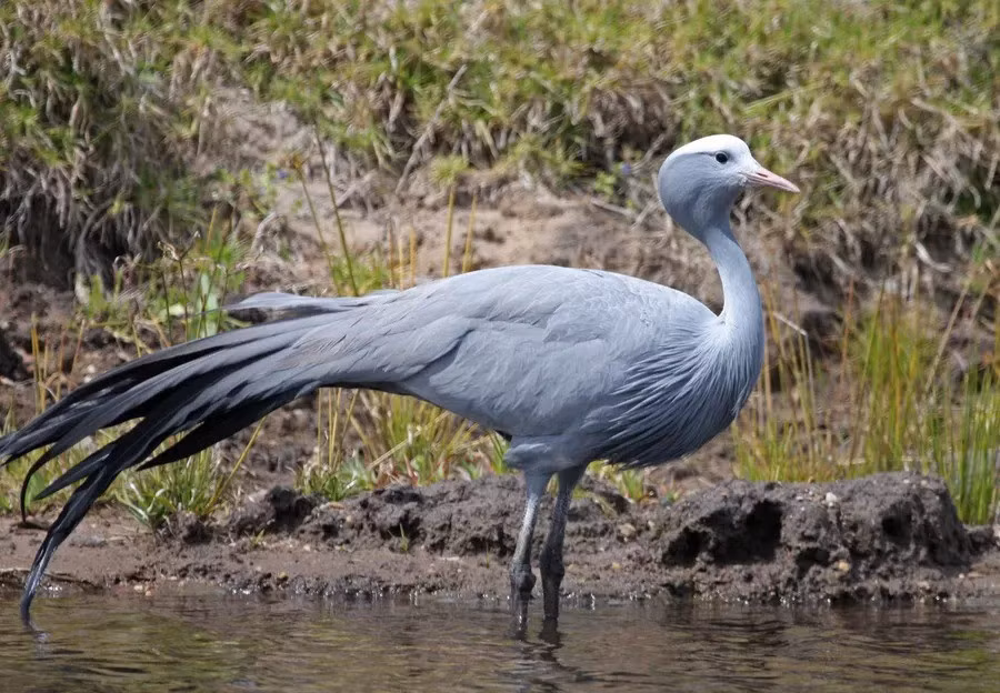 Các nghiên cứu trước đây chỉ ra rằng những nguyên nhân chính gây ra tình trạng trên là do bị sếu xanh bị săn săn, trứng không có khả năng thụ tinh, tổ bị xáo trộn, tổ bị phá hủy. Ảnh: birdingsouthafrica.