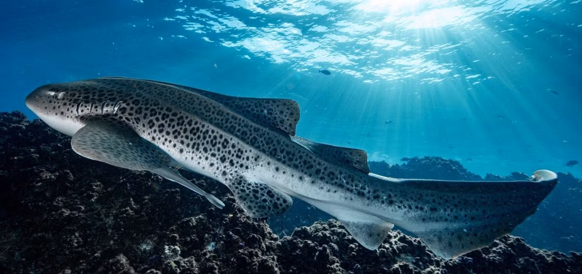 Loài cá mập báo hoa mai thường sinh sống ở độ sâu từ 5 - 30m ở vùng biển Thái Bình Dương. Chúng có tốc độ bơi khá chậm, khá hiền lành. Theo đó, nhiều người khi lặn biển có thể nhìn thấy loài cá mập này mà không gặp nguy hiểm. Ảnh: oceanographicmagazine.com.