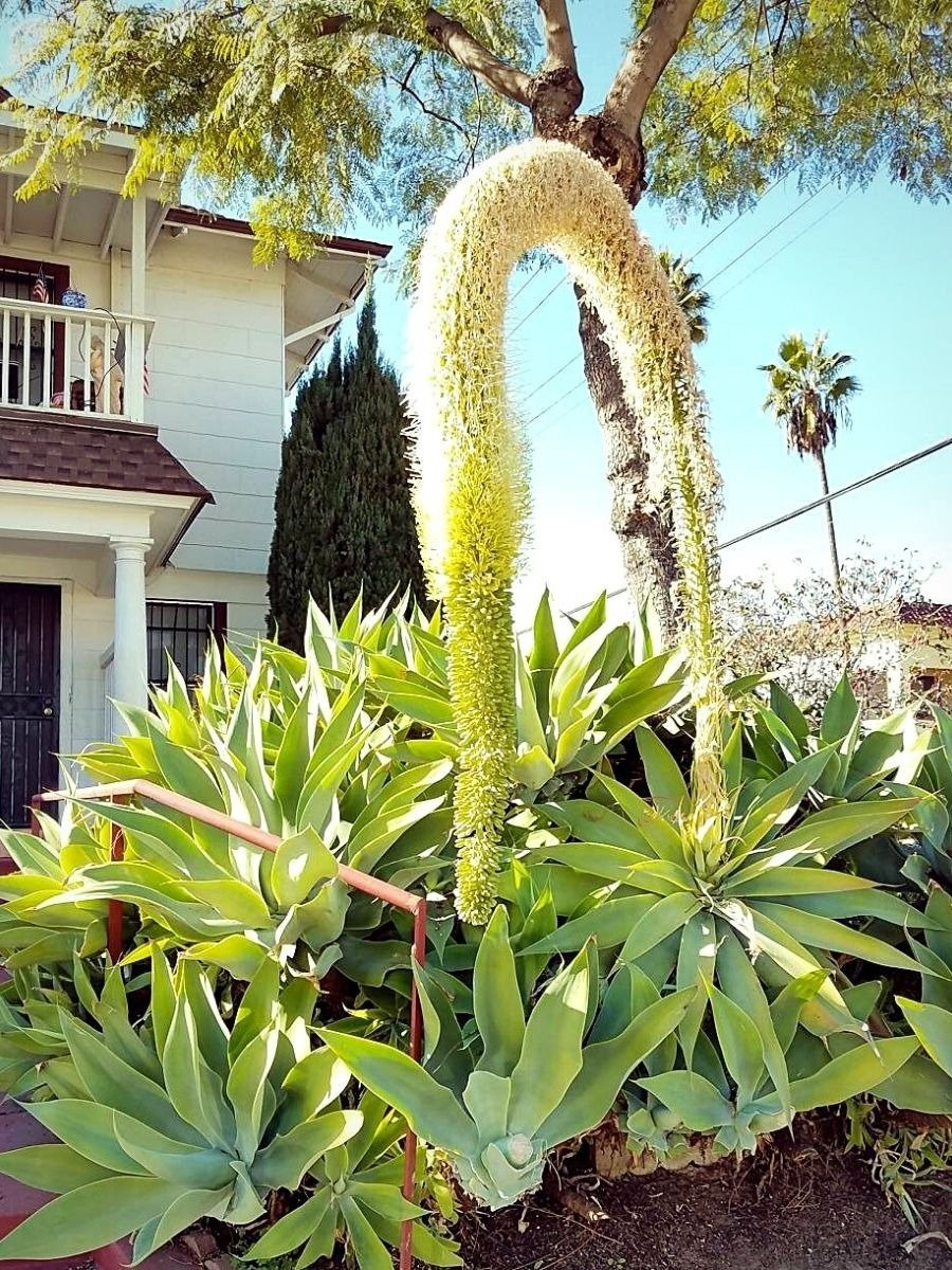 View - Nhà giàu mê mẩn 4 cây cảnh may mắn, thanh lọc không khí | Báo Tri thức và Cuộc sống - TIN TỨC PHỔ BIẾN KIẾN THỨC 24H