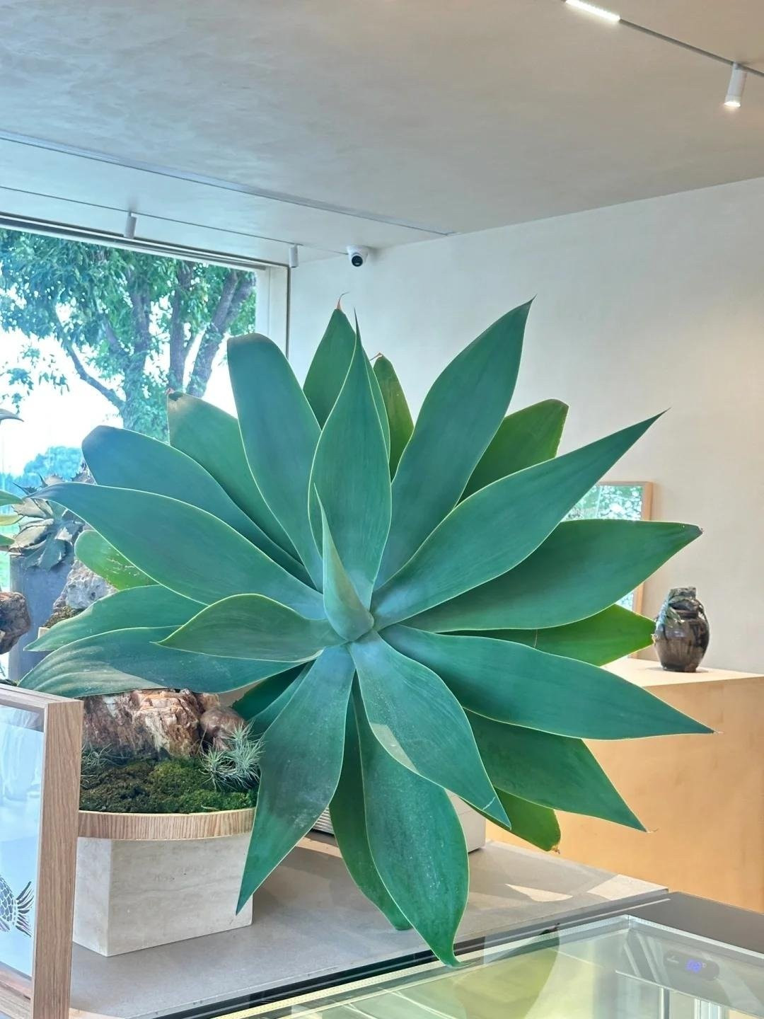 View - Nhà giàu mê mẩn 4 cây cảnh may mắn, thanh lọc không khí | Báo Tri thức và Cuộc sống - TIN TỨC PHỔ BIẾN KIẾN THỨC 24H