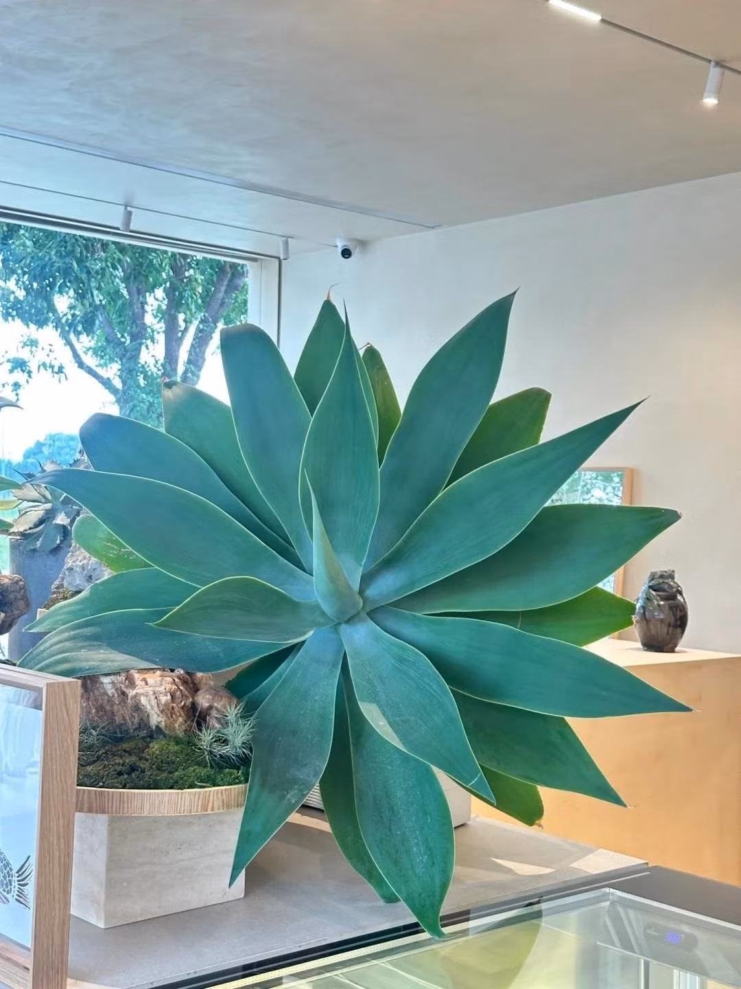 4 cây cảnh "hút chất độc"này thực sự đáng giá để trồng trong nhà. Ảnh minh họa Toutiao