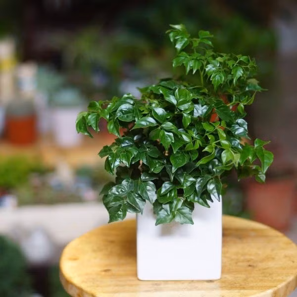 5. Cây hạnh phúc lá nhỏ – Bình an cho gia đình: Cây hạnh phúc lá nhỏ có tán xanh mướt, dáng mềm mại, dễ chăm sóc. Tên cây đã nói lên ý nghĩa: mang hạnh phúc, bình an cho gia đình. Theo một số quan niệm, cây còn giúp “hóa giải” năng lượng tiêu cực, giữ của cải ổn định.