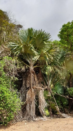 Cây cọ "tự tử" hay còn gọi Tahina spectabilis (theo tiếng Madagascar có nghĩa là “ban phước lành” hay “được bảo vệ”). Loài cây này được ghi nhận phân bố tại khu vực rộng khoảng 4 km2 ở Analalava, Madagascar. Ảnh: David Rabehevitra – some rights reserved (CC BY-NC).