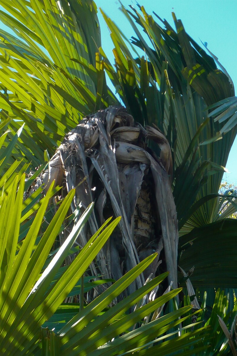 Kể từ khi được phát hiện cho đến năm 2008, loài cọ "tự tử" có khoảng 91 cây trưởng thành. Thế nhưng, đến năm 2012, Sách đỏ IUCN thống kê chỉ còn khoảng 30 cây trưởng thành trong tự nhiên. Ảnh: wikipedia.