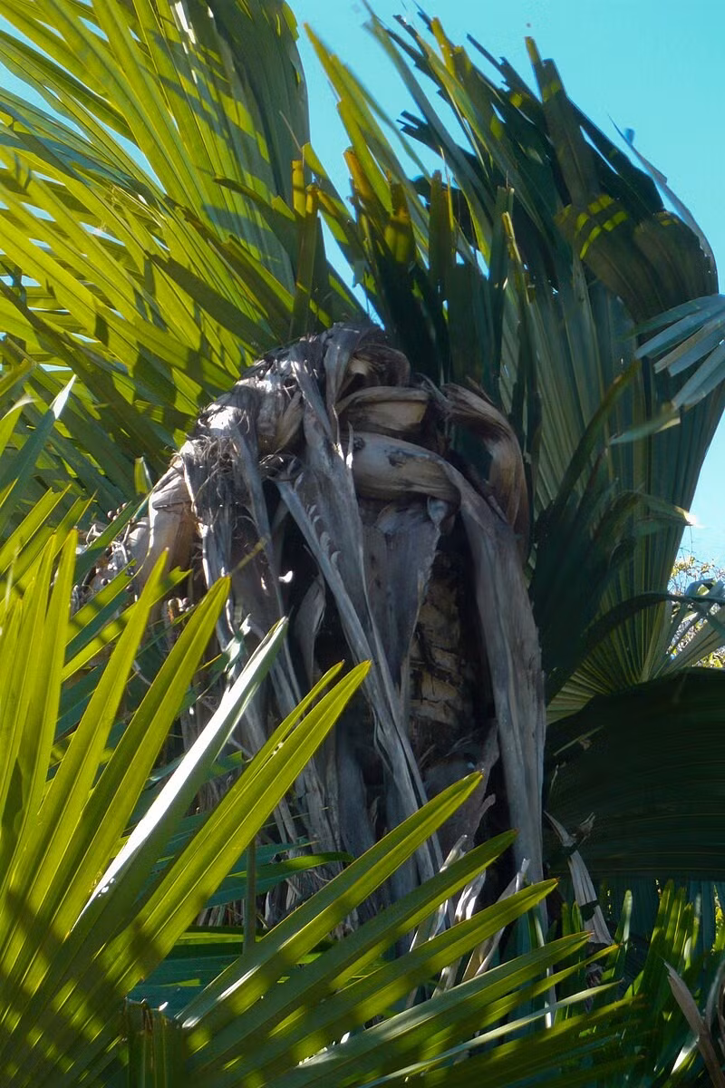 Kể từ khi được phát hiện cho đến năm 2008, loài cọ "tự tử" có khoảng 91 cây trưởng thành. Thế nhưng, đến năm 2012, Sách đỏ IUCN thống kê chỉ còn khoảng 30 cây trưởng thành trong tự nhiên. Ảnh: wikipedia.