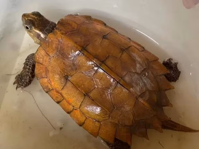 Vào ngày 24/6, Hạt Kiểm lâm huyện Hương Khê (Hà Tĩnh) đã phối hợp với Vườn Quốc gia Vũ Quang tiếp nhận một cá thể rùa vàng quý hiếm nặng gần 0,2kg do người dân giao nộp. Ảnh: Tiền phong.