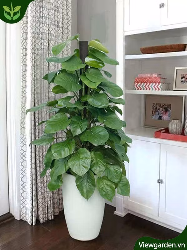 Những vị trí trồng cây trầu bà thường ẩm, ít sáng. Những điều kiện này rất thích hợp cho rắn hoặc côn trùng nhỏ trú ngụ. Vì vậy, các chuyên gia khuyến cáo mọi người nên treo chậu cây trầu bà lên cao, không để chạm đất hoặc che kín tường, tránh để nước đọng trong chậu khi tưới cây. Ảnh: viewgarden.